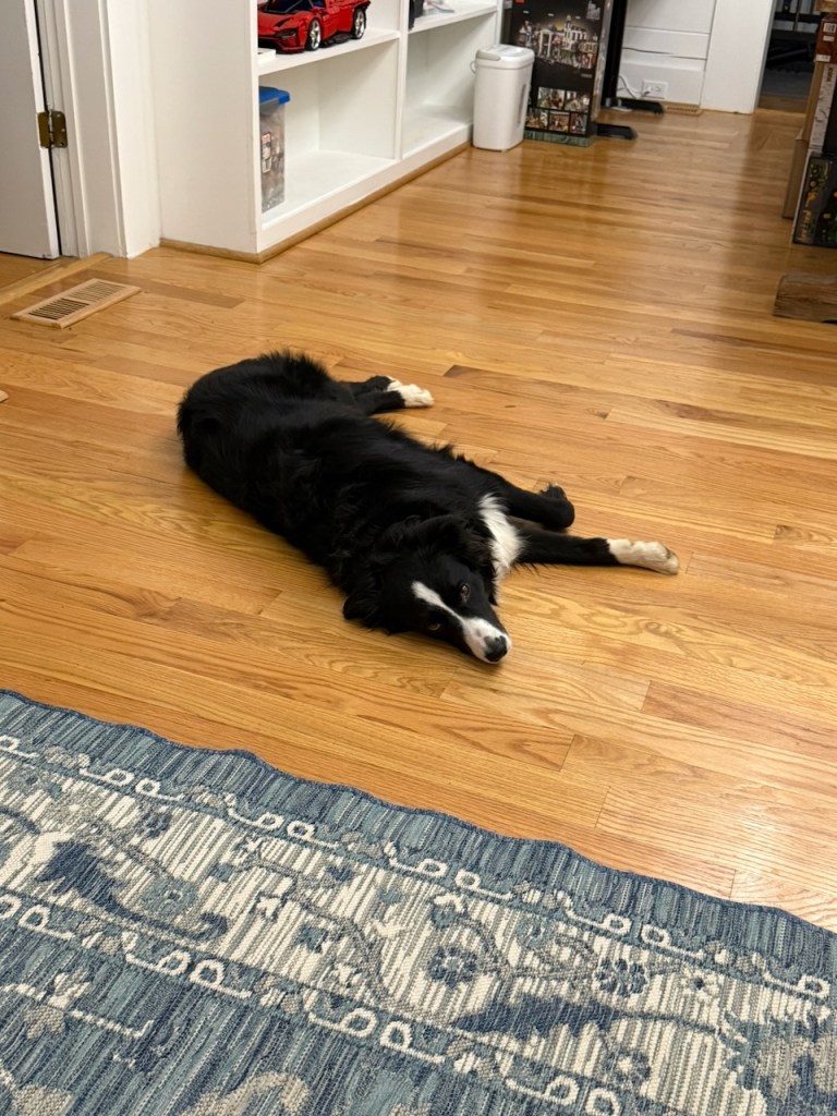 Little Miss Sky having a rest.